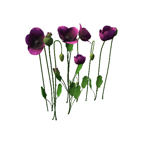 Papaveraceae flower_violet